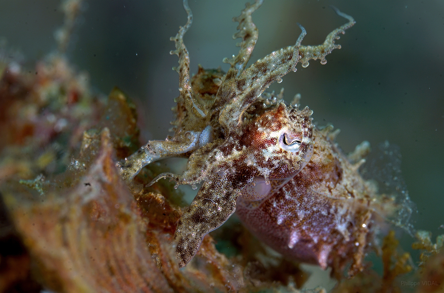 Banda Sea 2018 - DSC05516_rc - Broadclub cuttlefish juv. - Seiche - Sepia latimanus.jpg